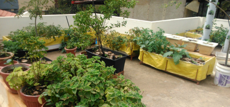 Create Your Terrace Garden and Live an Organic Life